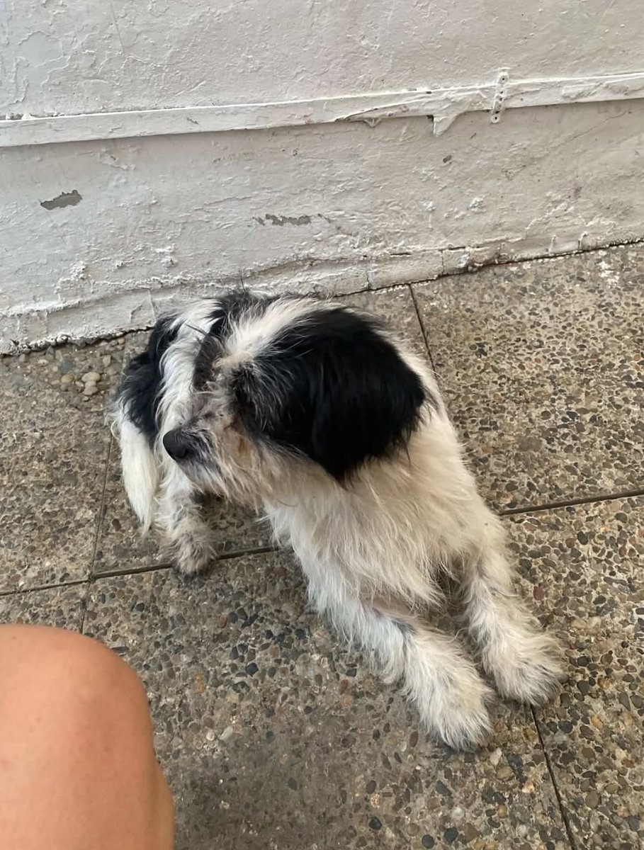 Emma - Hund gefunden, Düsseldorf
