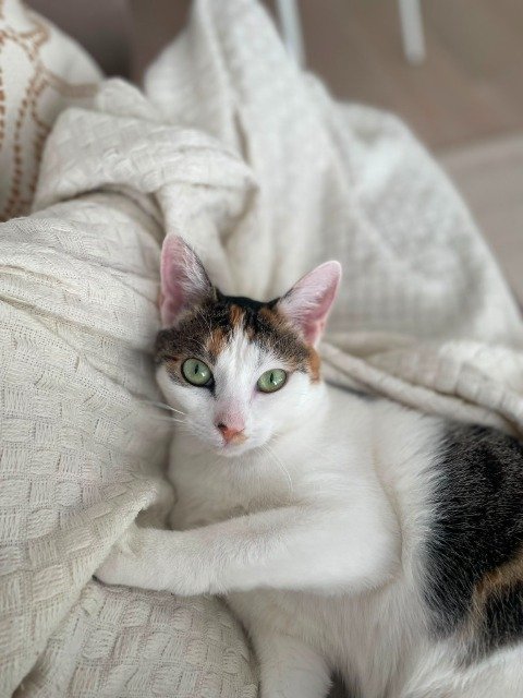 Cassis - cat