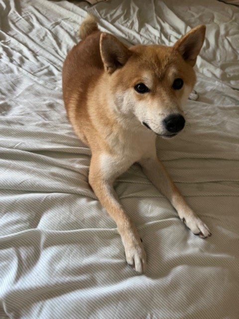 Peludo - PERDIDO, perro · shiba inu · Alicante, España 4