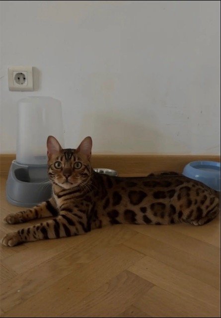 Sansa - gato perdidos, Paranhos