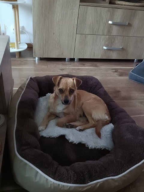 Zara - kutya