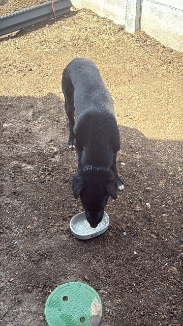 Apolo - ENCONTRADO, cão · mestiço · Corroios, Portugal 3
