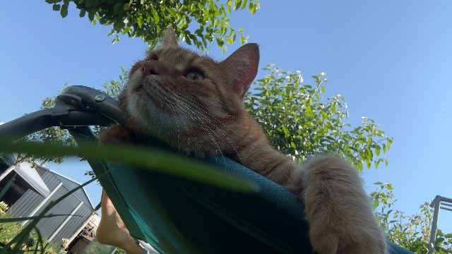 Winnie - SMARRITO, gatto · europeo · Firenze, Italia 3
