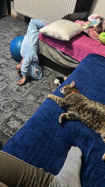 Lumi - GEFUNDEN, Katze · Abessinier · Innsbruck, Österreich 3