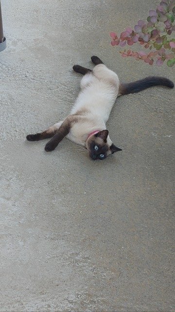 Simba - SMARRITO, gatto · siamese · Milano, Italia 4