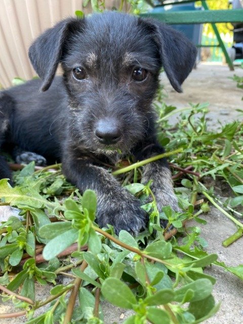 Hermes - IN ADOZIONE, cane · meticcio · Torino, Italia 3