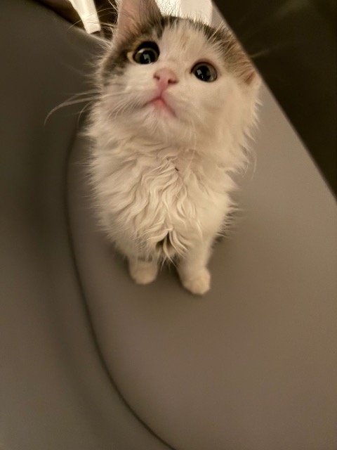 Oreo - cat found, Genova
