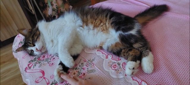 Fuffi - cat lost, Palermo