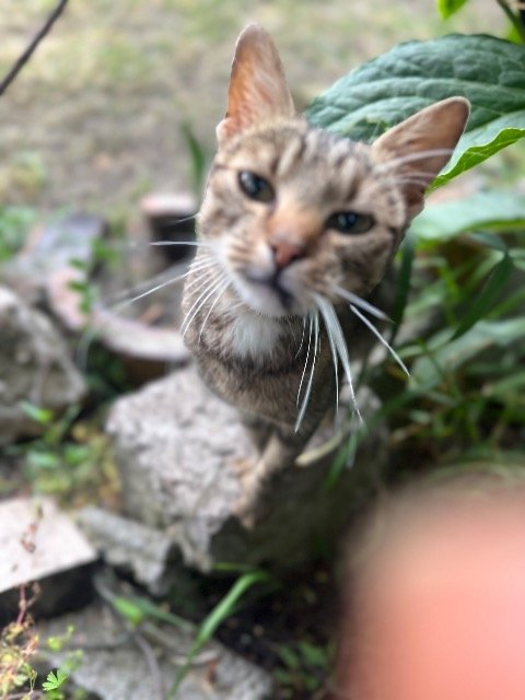 Kiki - chat retrouvés, Nantes