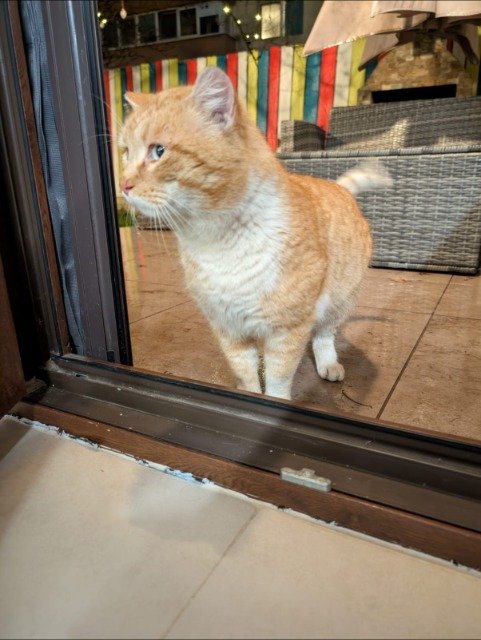 Tigger - Katze gefunden, Berlin