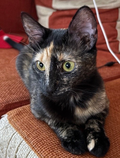 Murr - Katze vermisst, Bregenz