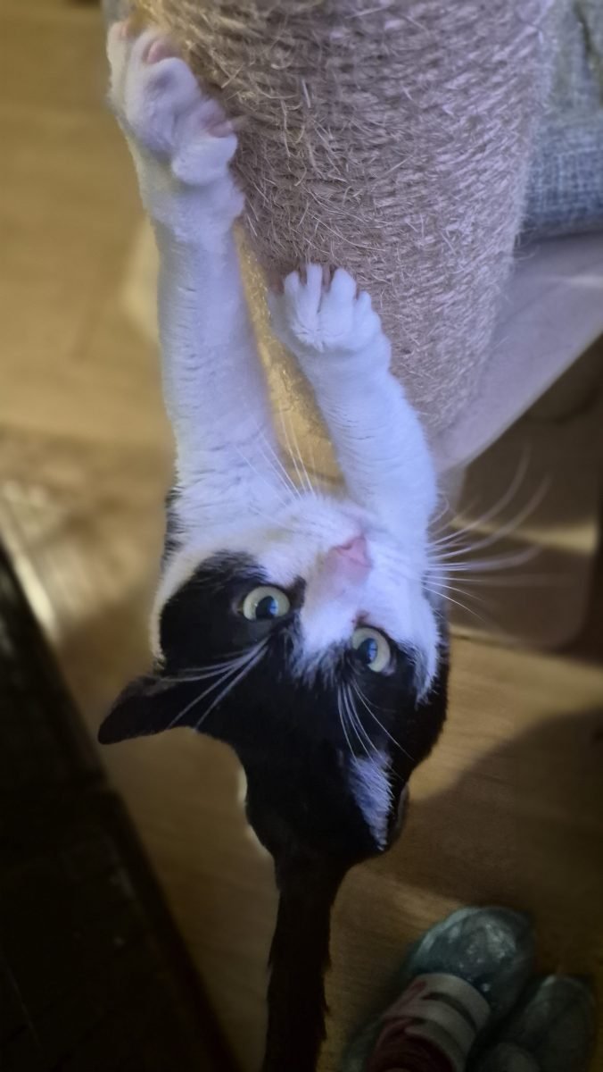 Mota - cat