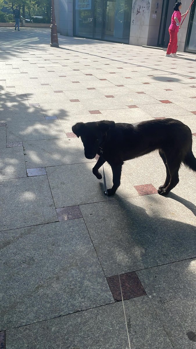 Theo - Hund gefunden, Graz