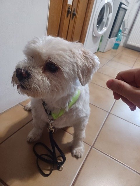 Nino - Trouvé, chien · bichon · Liège, Belgique 3