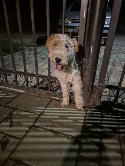 Bella - Trouvé, chien · Fox Terrier à poil dur · Nantes, France 4