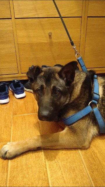 Skye - chien retrouvés, Hasselt