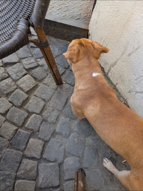 Nino - chien retrouvés, Toulouse