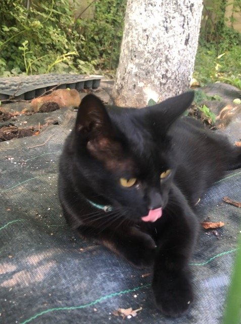 Whisker - Katze vermisst, Linz