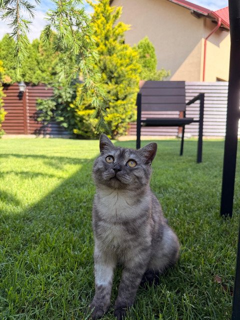 Ziggy - cat lost, Bytom