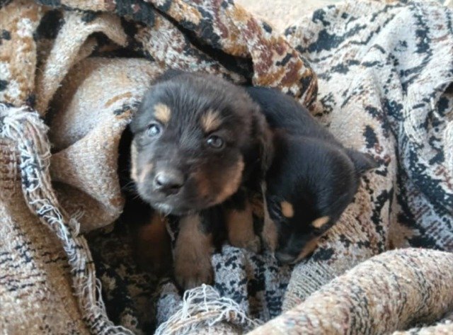 Lobo - cão encontrados, Braga