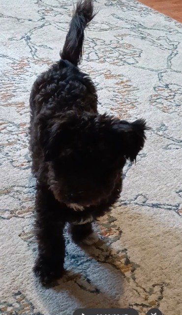 Vito
