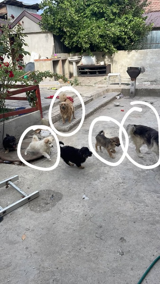 Peludo - dog found, Palma