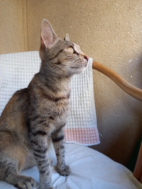 Winnie - cat found, Bologna