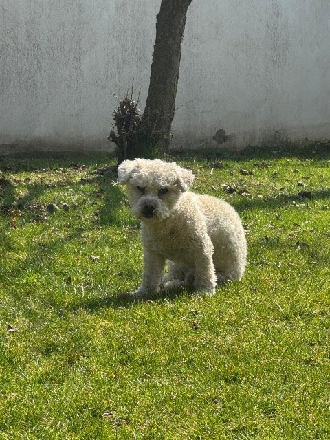 Briciola - cane smarrito, Padova