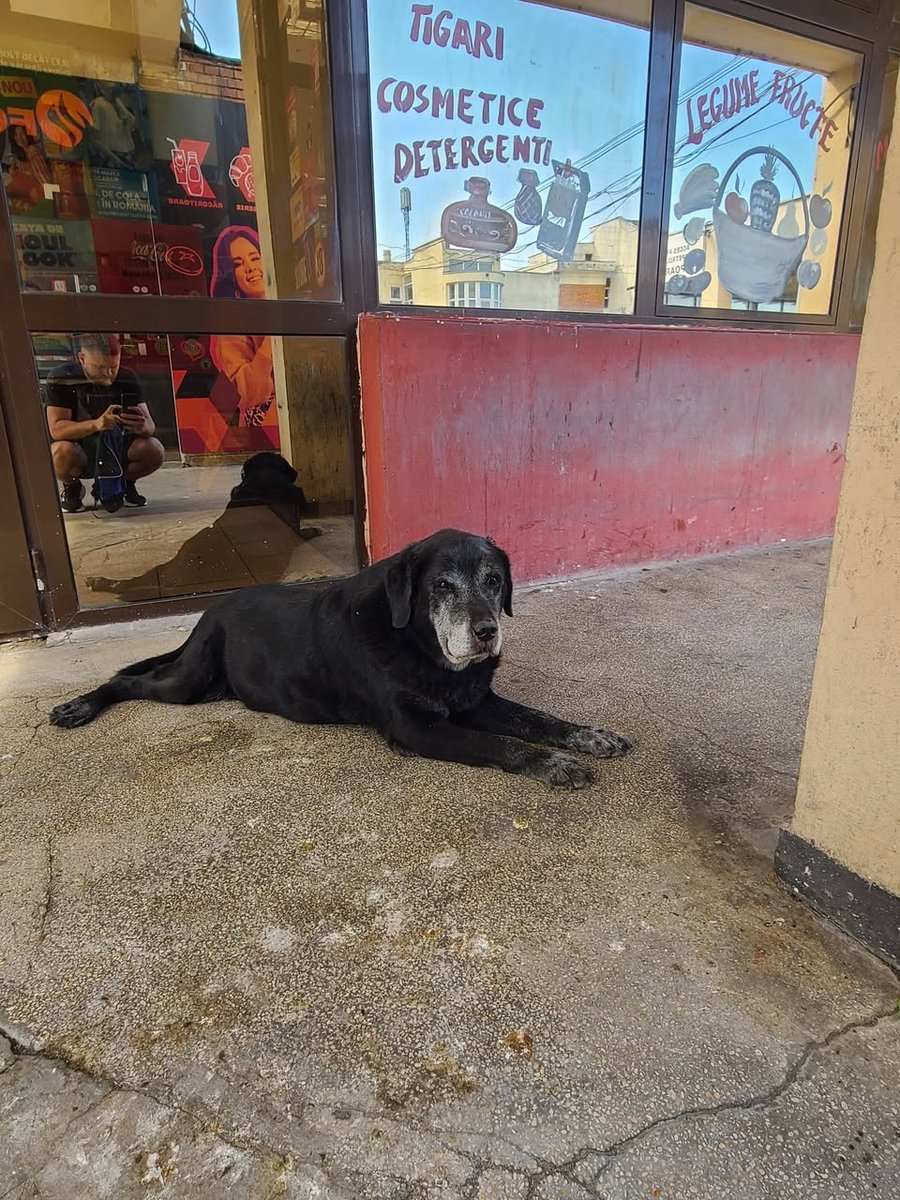 Guapo - ENCONTRADO, perro · mestizo · Valencia, España 4
