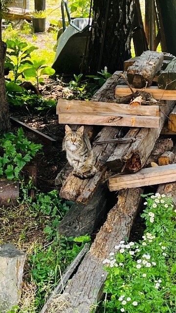 Kiki - Trouvé, chat · de gouttière · Nantes, France 3