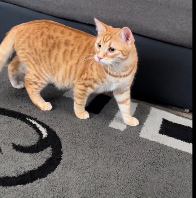 Zelda - chat perdus, Cergy-Pontoise