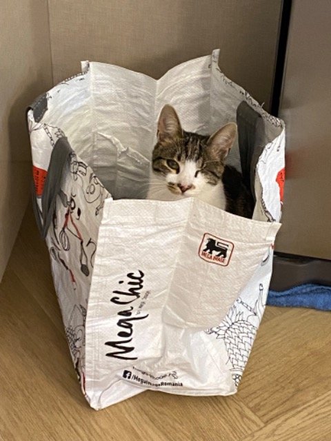 Clea - ENTLAUFEN, Katze · Europäisch Kurzhaar · Düsseldorf, Deutschland 3