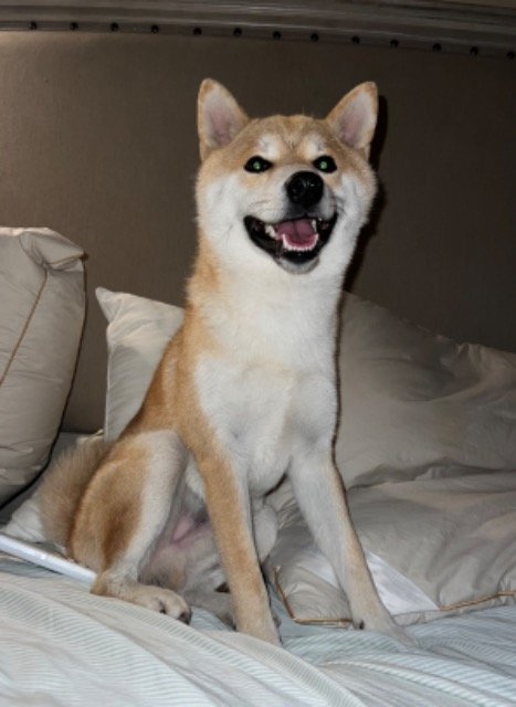 Peludo - perro perdido, Alicante