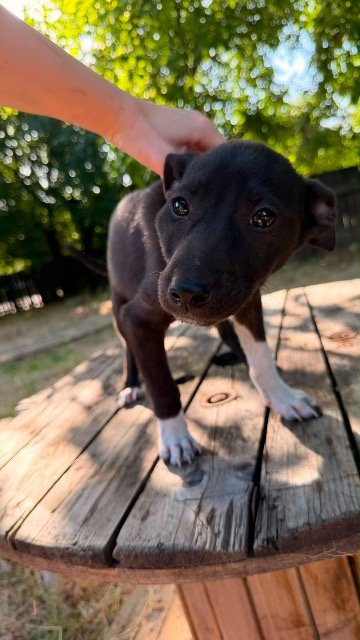 Daisy - dog