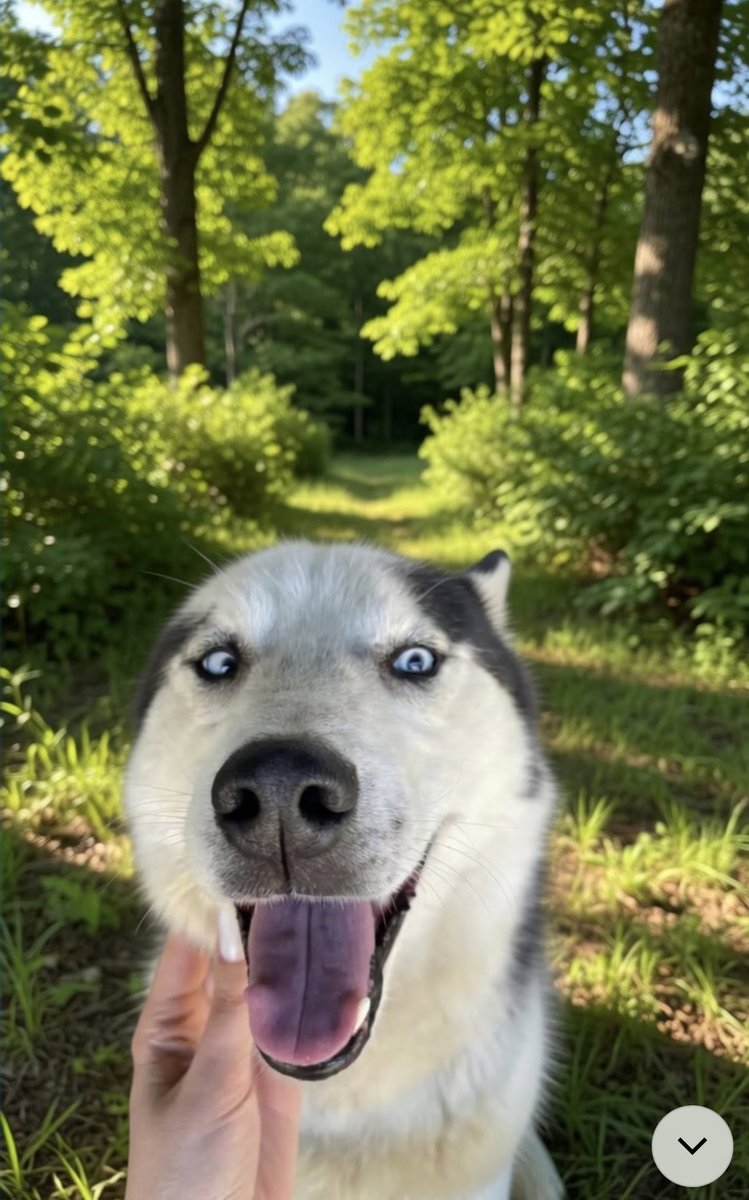 Toro - TROVATO, cane · Husky siberiano · Bologna, Italia 3