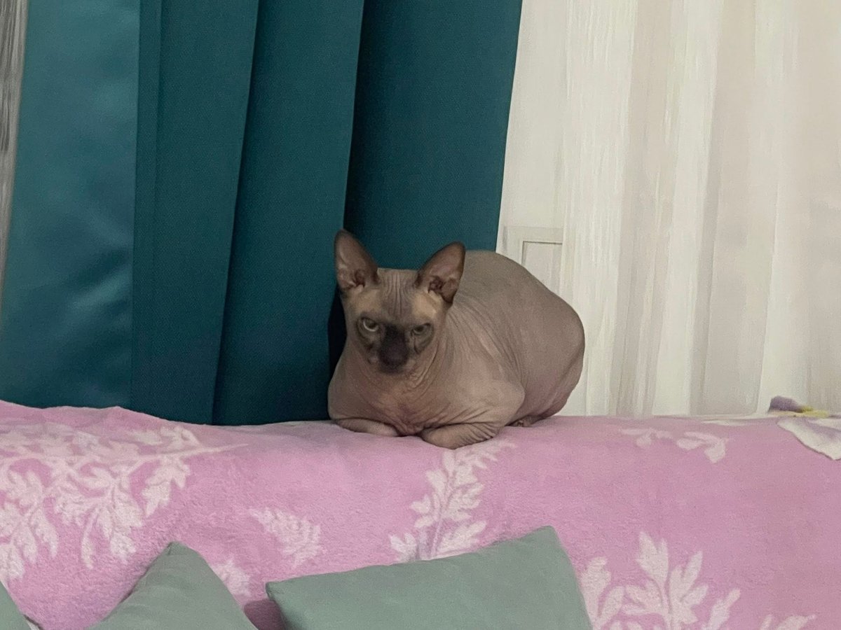 Bijoux - kat vermist, Uccle