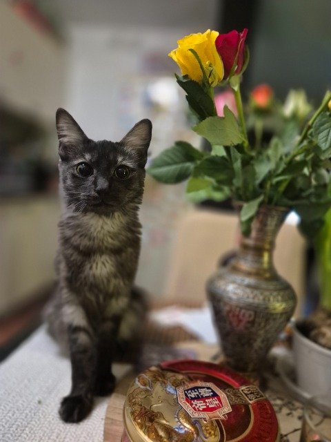 Câlineux - chat perdus, Seraing