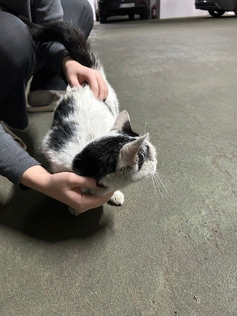 Casper - cat found, Coimbra