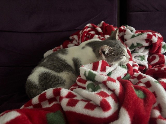 Lilli - TROVATO, gatto · bicolore · Roma, Italia 3