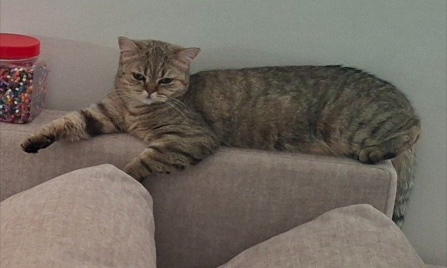 Bouboule - Perdu, chat · British Shorthair (métisse) · Angers, France 3