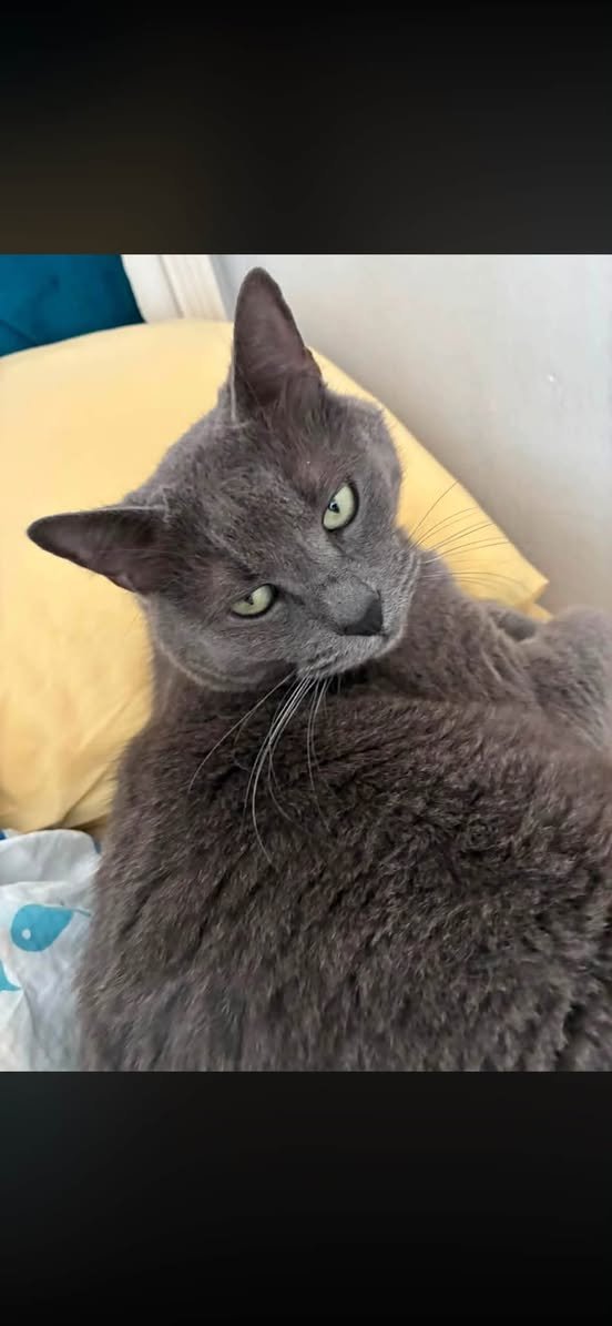 NubeCat - PERDIDO, gato · mestizo · Gijón, España 4