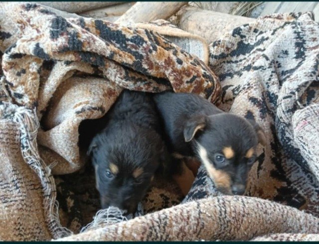 Lobo - ENCONTRADO, cão · raça mista (tipo cão pastor) · Braga, Portugal 3