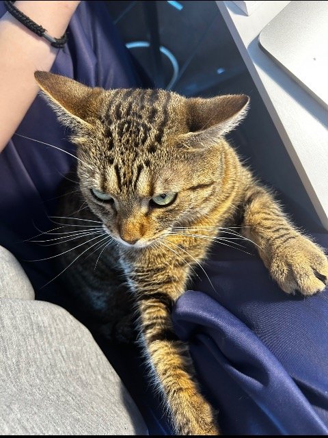 Titi - Perdu, chat · européen · Marseille, France 4