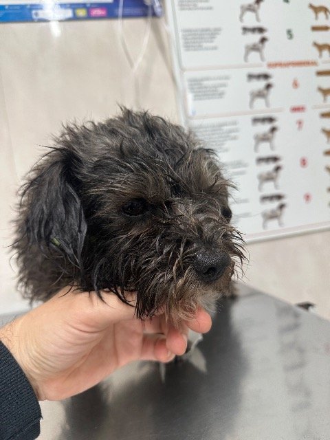 Diego - Trouvé, chien · métis · Bruxelles, Belgique 3
