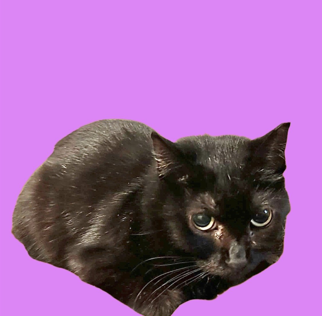 Misha - cat
