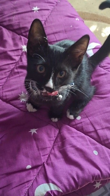 Puenktchen - ENTLAUFEN, Katze · Europäisch Kurzhaar · Bludenz, Österreich 3