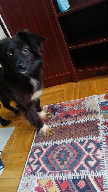 Diesel - dog