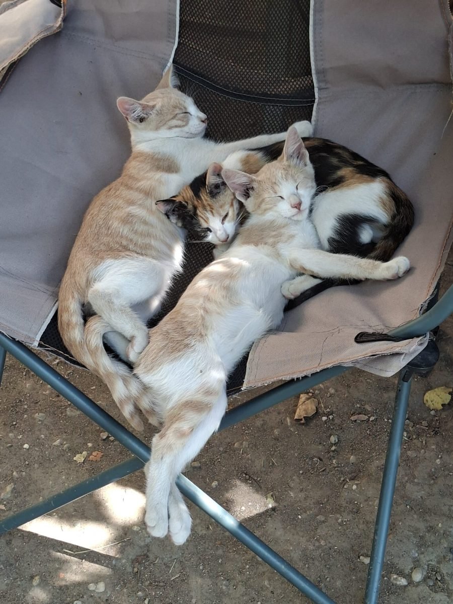 Puenktchen - cat found, Düsseldorf