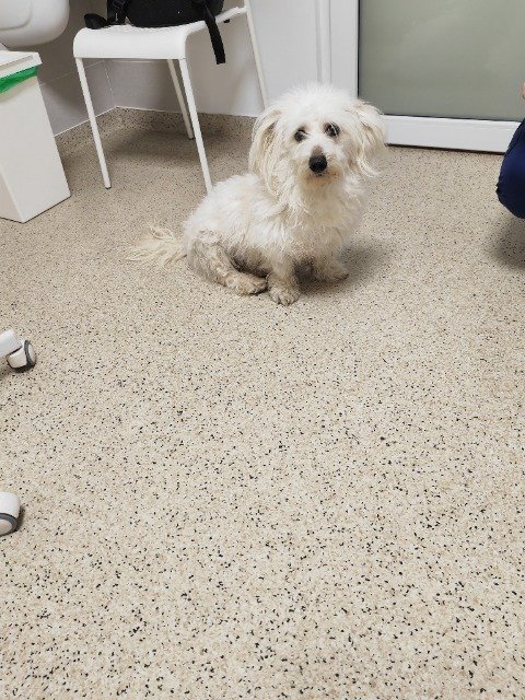 Vicky - TROVATO, cane · bichon · Firenze, Italia 3