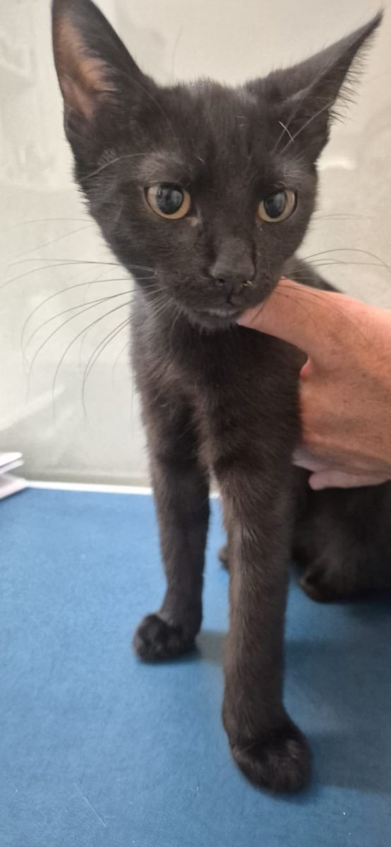 Bijou - cat found, Dresden